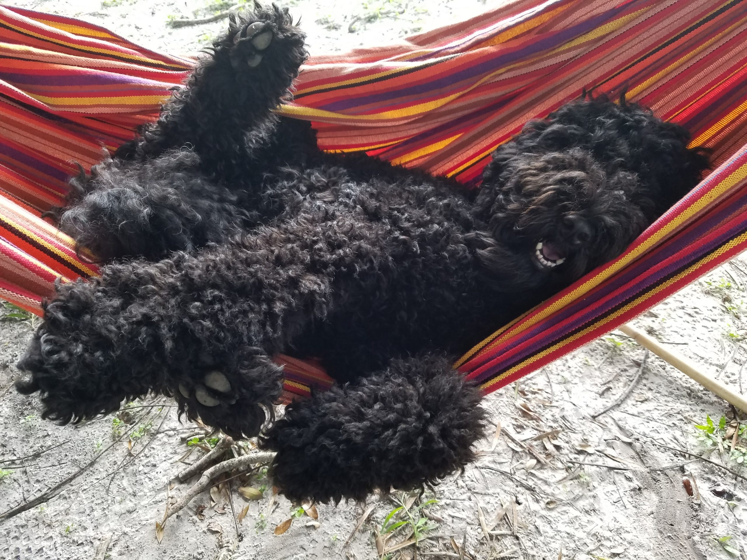 Jazz (Aka Puppy)